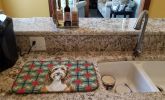 Brown Bearded Collie Christmas PoinsettIas Dish Drying Mat Absorbent Dish Drying Mat Pad for Kitchen Counter Dish Drainer Mat for Countertop, 14 x 21"